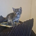 2 gorgeous female kittens -4