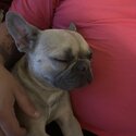 Female French bulldog-3