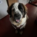 Gorgeous St. Bernard -2