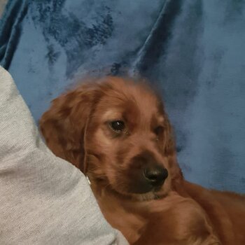 Marshall 
