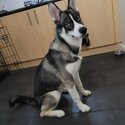 Siberian husky puppy -1