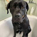 Cane corso for rehoming-3