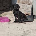 Black cocker spaniel boy KC registered -3