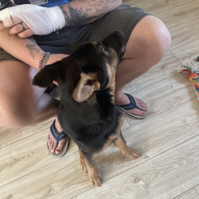 5 months old German Shepard 
