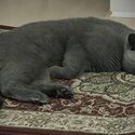 Pure Breed British Blue Short Hair-1