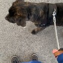 Cane corso mix presa canraia -5