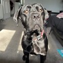 Cane corso for rehoming-1
