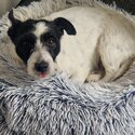 6 Yr old patterjack male dog needs new home-2