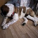 Gorgeous St. Bernard -1