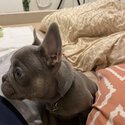 FRENCH BULLDOG PUPPY KC REGISTERED, MICROCHIPPED-4