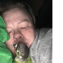 Green cheeked conure -2