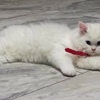 Beautiful Persian cat 