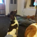 Springer  spaniel -0