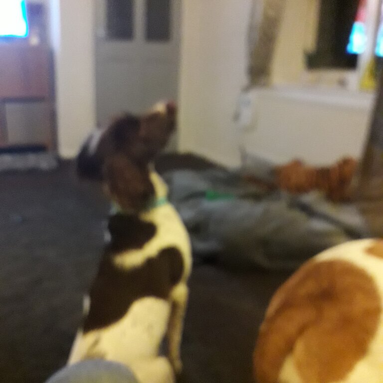Springer  spaniel 
