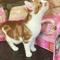 Female ginger cat -0