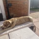 Mastiff puppy -4