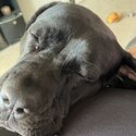 Cane corso for rehoming-2