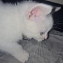 2 gorgeous female kittens -2