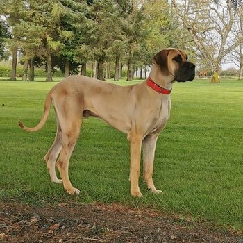 Great dane for stud