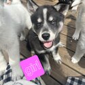 Siberian husky x samoyed puppies-4