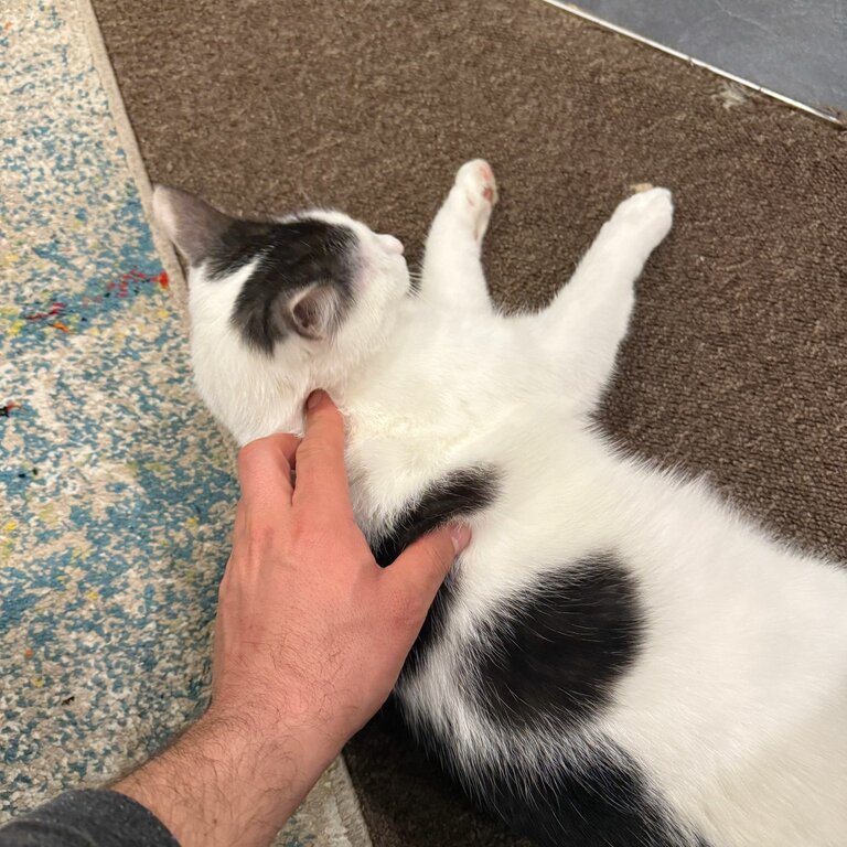 Tom looking for new home