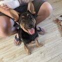 5 months old German Shepard -1