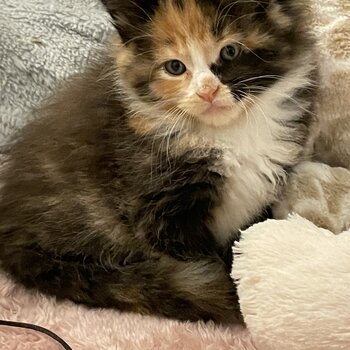 Pedigree Mainecoon kittens for sale