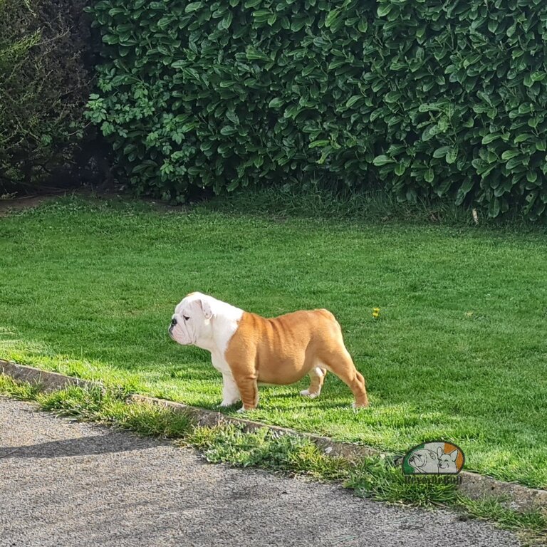 Stunning Bulldog 