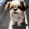 Neeko needs a new home-0