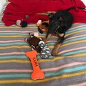 Doberman cross-1