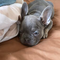 FRENCH BULLDOG PUPPY KC REGISTERED, MICROCHIPPED-5