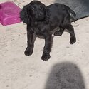 Black cocker spaniel boy KC registered -0