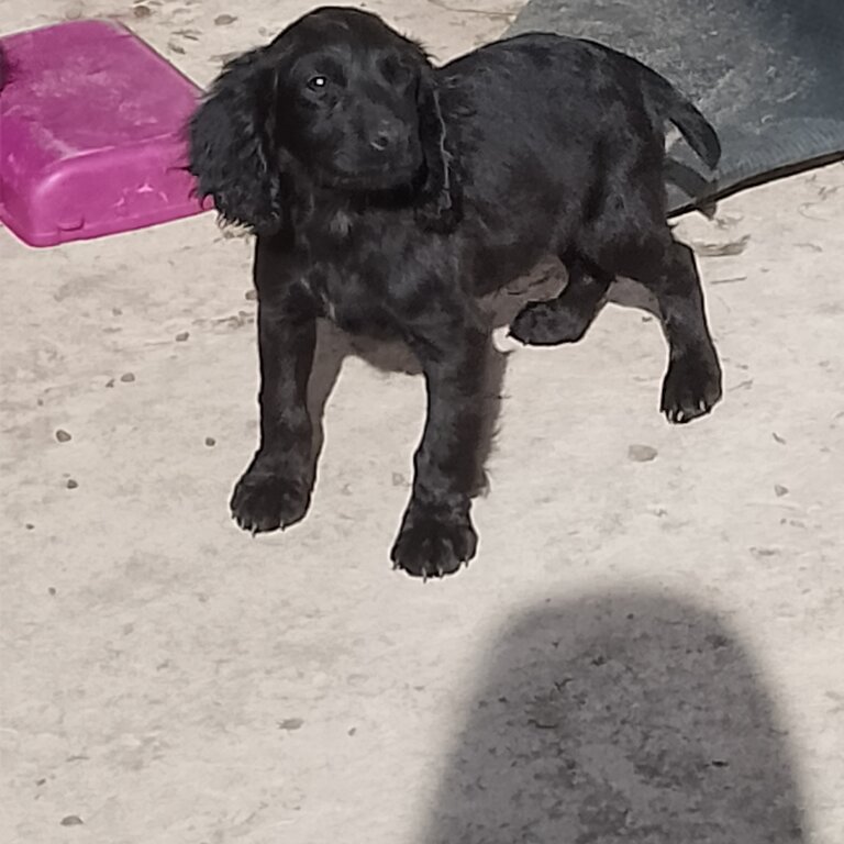 Black cocker spaniel boy KC registered 