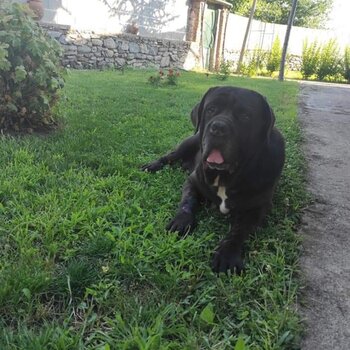 Cane Corso for adoption