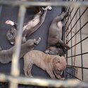 Puppies for sale-1