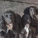 Black cocker spaniel boy KC registered -1