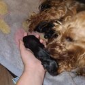 Yorkshire terrier puppies -3