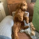 Cockapoo, 2yrs old male, neutered.-0