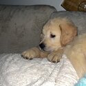 Beautiful IKC (pending) Golden retriever puppies-4