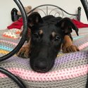 Doberman cross-2