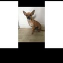 Chihuahua male puppy-1