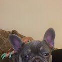 FRENCH BULLDOG PUPPY KC REGISTERED, MICROCHIPPED-1