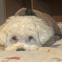 Hypoallergenic Bichon friese x Maltese for sale-4