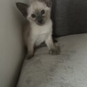Beautiful Male Siamese Kitten -0