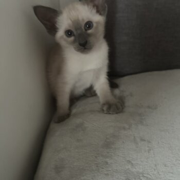 Beautiful Male Siamese Kitten 