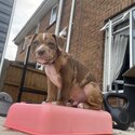 Stunning chocolate tri merle male &amp; stunning red bitch-5