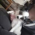 Chihuahua 2 years old-4