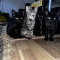 Scottish Fold kittens-4