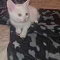 2 gorgeous female kittens -5