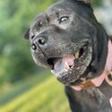 Beautiful Shar pei/staff for adoption -1